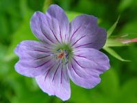 GERANIUM NODOSUM