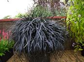 OPHIOPOGON PLANISCAPUS 'NIGRESCENS'