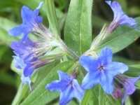 BUGLOSSOIDES PURPUROCAERULEA (GREMIL) 
