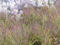 ERAGROSTIS SPECTABILIS ‘PURPLE FLICKER