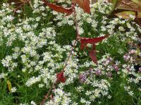 ASTER PRINGLEI ‘MONTE CASSINO’ 