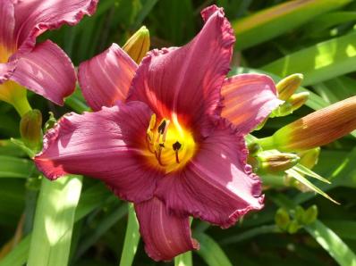 HEMEROCALLIS 'SUMMER WINE'