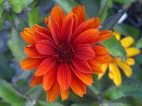 HELIOPSIS SCABRA ‘BLEEDING HEARTS’