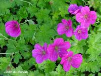 GERANIUM RIVERSLEAIANUM 'RUSSELL PRITCHARD'