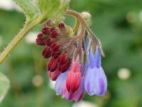 SYMPHYTUM 'BOCKING 14'