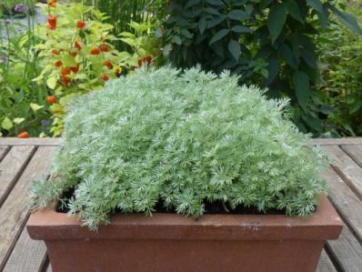 ARTEMISIA SCHMIDTIANA 'NANA'