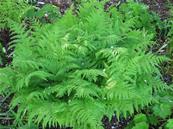 ATHYRIUM FILIX FEMINA