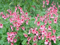 DIASCIA ELEGANS