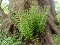 DRYOPTERIS FILIX MAS
