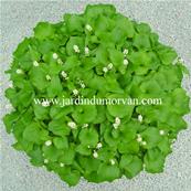 MAIANTHEMUM BIFOLIUM VAR. KAMTCHATICUM