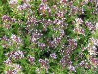 ORIGANUM VULGARE 'COMPACTUM'