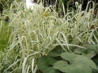 PHALARIS ARUNDINACEA 'LUTEOPICTA'