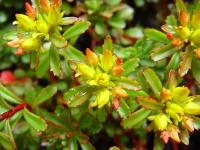 SEDUM FLORIFERUM 'WEIHENSTEPHANER GOLD'