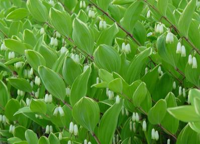 POLYGONATUM FALCATUM 'VARIEGATUM'