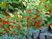 PHYSALIS FRANCHETTI 'ZWERG'