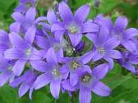 CAMPANULA LACTIFLORA ‘PRICHARD’S VARIETY’