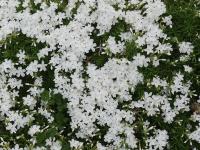 PHLOX SUBULATA 'MAISCHNEE'