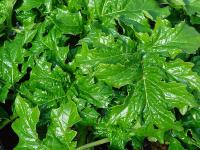 Fuchsia 'Cecilia Smiley'