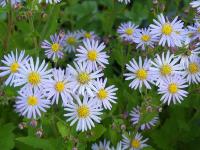 ASTER AGERATOIDES 'ASRAN'