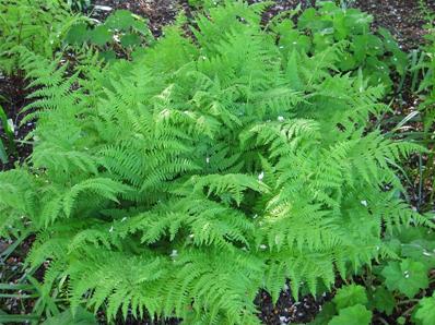 ATHYRIUM FILIX FEMINA