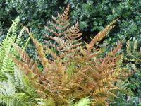 DRYOPTERIS ERYTHROSORA