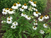 ECHINACEA PURPUREA 'PRIMADONNA WHITE'