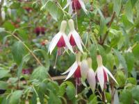 Fuchsia 'Océane'