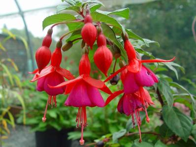Fuchsia 'Thérèze Dupuis'
