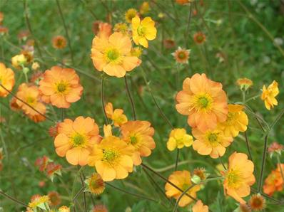 GEUM 'MANGO LASSI'