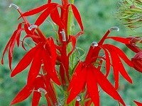LOBELIA CARDINALIS