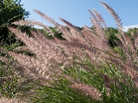 PENNISETUM ORIENTALE 'KARLEY ROSE'
