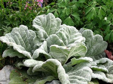 SALVIA ARGENTEA 