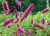 SANGUISORBA MENZIESII 