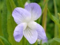 VIOLA ELATIOR ELISABETH'