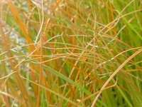 CAREX TESTACEA PRAIRIE FIRE 