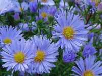 ASTER 'HENRI PICOT'