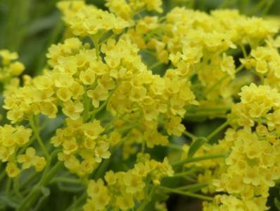 AURINA SAXATILE ‘SULPHUREUM’