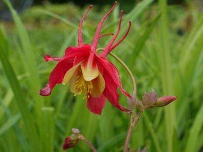 AQUILEGIA CAERULEA ‘KORALLE’ 