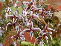 EPIMEDIUM ACUMINATUM 'MONASTRY'