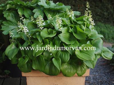MAIANTHEMUM BIFOLIUM VAR. KAMTCHATICUM