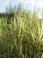 PHALARIS ARUNDINACEA 'STRAWBERRIES AND CREAM'