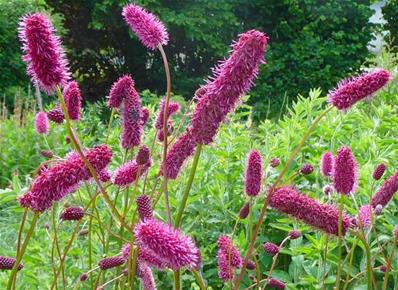 SANGUISORBA MENZIESII 