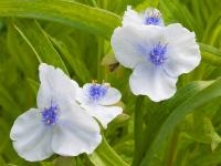 TRADESCANTIA VIRGINIANA 'OSPREY'
