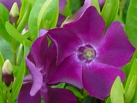 VINCA MINOR 'ATROPURPUREA'