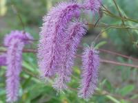 SANGUISORBA ’LITTLE SQUIRREL’