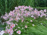 ANEMONE 'SEPTEMBER CHARM'