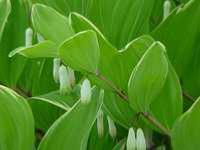 POLYGONATUM FALCATUM 'VARIEGATUM'