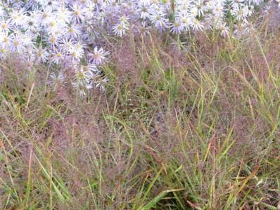 ERAGROSTIS SPECTABILIS ‘PURPLE FLICKER