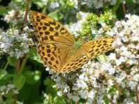 ORIGANUM VULGARE 'THUMBLE'S VARIETY'