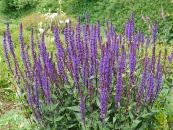 SALVIA NEMOROSA 'CARADONNA'